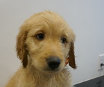 Small Photo #13 Goldendoodle Puppy For Sale in LENA, IL, USA