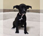 Small #9 Chihuahua-Labrador Retriever Mix