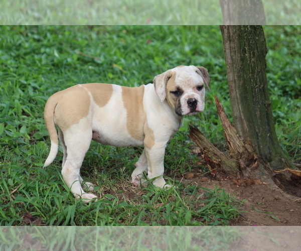 Medium Photo #7 American Bulldog Puppy For Sale in PARIS, TN, USA