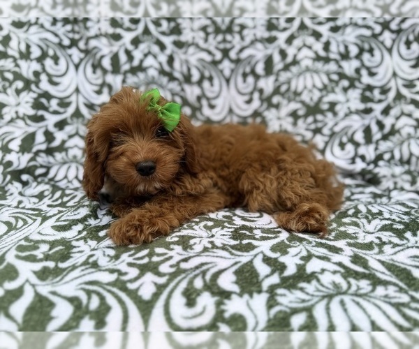 Medium Photo #1 Cavapoo (Miniature) Puppy For Sale in LAKELAND, FL, USA
