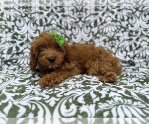 Cavapoo (Miniature) Puppy for sale in LAKELAND, FL, USA