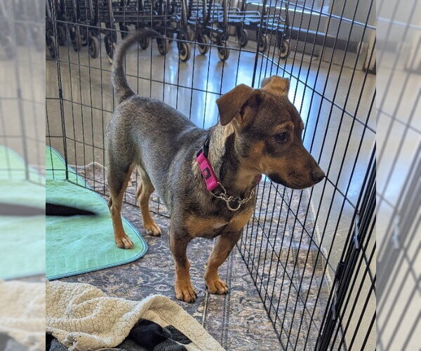 Medium Photo #4 Dachshund-Unknown Mix Puppy For Sale in Milner, GA, USA