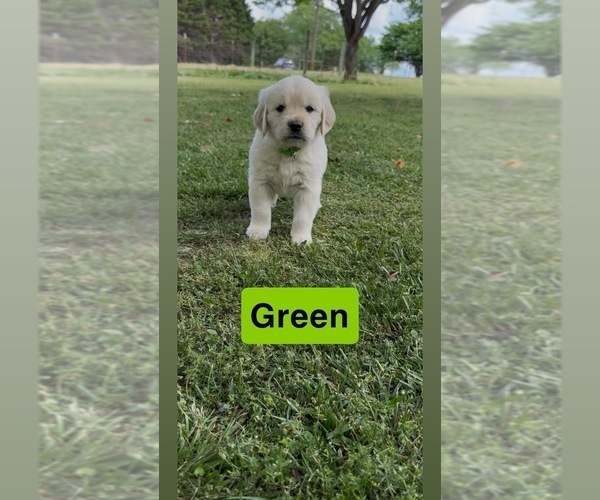 Medium Photo #20 Golden Retriever Puppy For Sale in FAYETTEVILLE, TN, USA