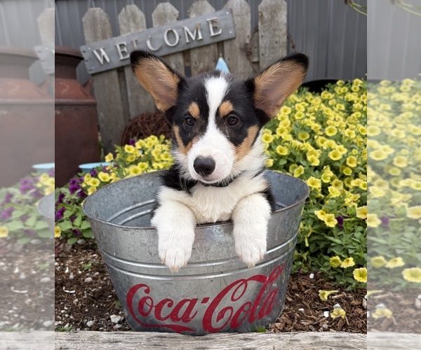 Medium Photo #3 Pembroke Welsh Corgi Puppy For Sale in MIDDLEBURY, IN, USA