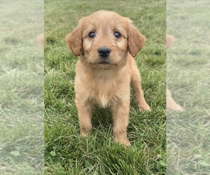 Goldendoodle (Miniature) Puppy for sale in NILES, MI, USA