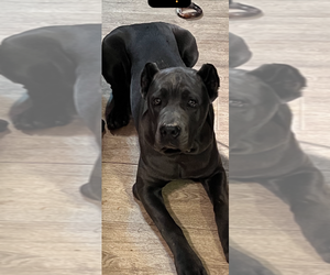 Father of the Cane Corso puppies born on 06/14/2025