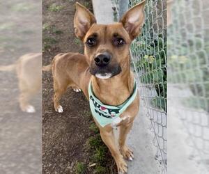 Labrador Retriever-Unknown Mix Dogs for adoption in Bakersfield, CA, USA