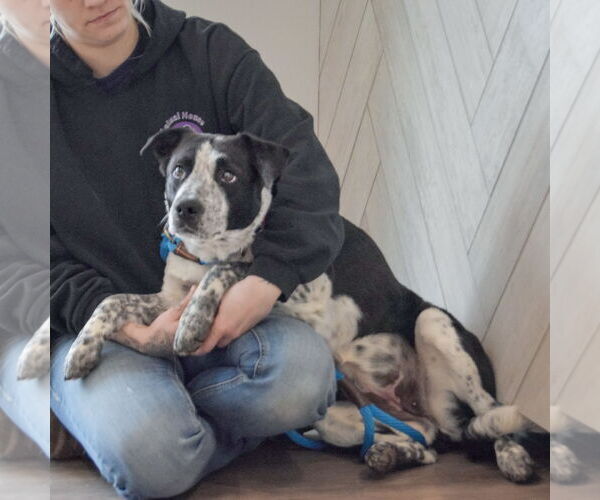 Medium Photo #3 Border Collie-Unknown Mix Puppy For Sale in Huntley, IL, USA