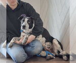 Small #2 Border Collie Mix