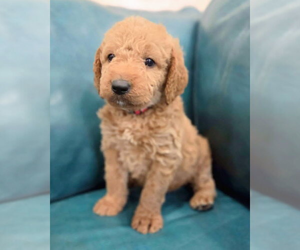 Medium Photo #1 Goldendoodle Puppy For Sale in Corona, CA, USA