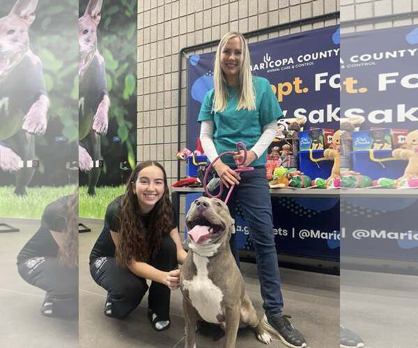 Medium Photo #3 Bullypit Puppy For Sale in Chandler, AZ, USA