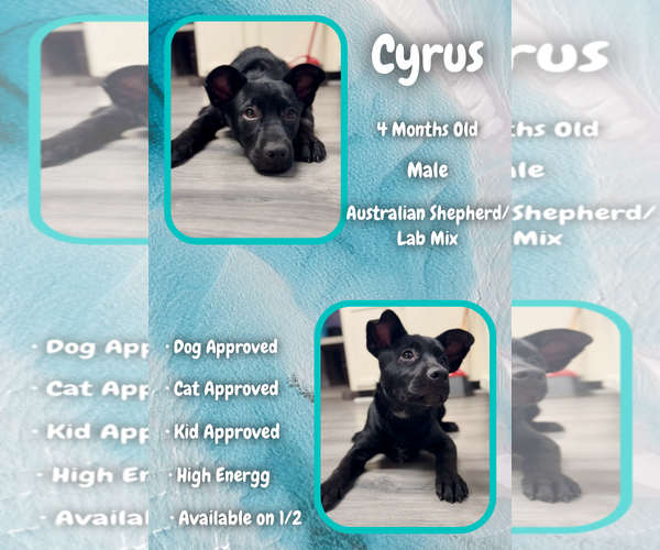 Medium Photo #1 Labrador Retriever-Unknown Mix Puppy For Sale in Jacksonville, NC, USA