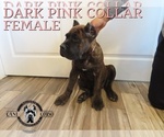 Small #3 Cane Corso