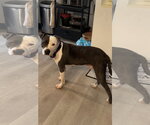 Small #1 American Pit Bull Terrier Mix