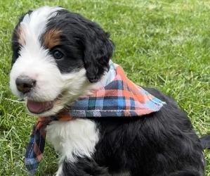 Bernedoodle-Bernese Mountain Dog Mix Puppy for sale in ERIE, CO, USA