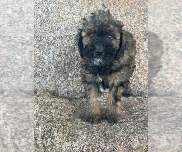 Medium Photo #16 Poodle (Miniature)-Poodle (Standard) Mix Puppy For Sale in LONGMONT, CO, USA
