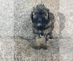 Small #15 Poodle (Miniature)-Poodle (Standard) Mix