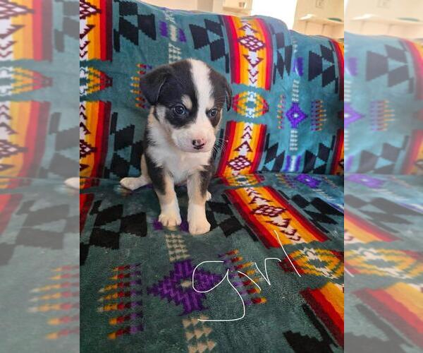 Medium Photo #1 Bernese Mountain Dog-Labrador Retriever Mix Puppy For Sale in Calgary, Alberta, Canada