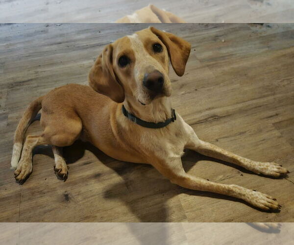 Medium Photo #3 Mutt Puppy For Sale in Wakefield, RI, USA