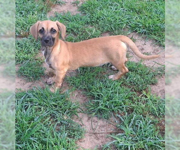 Medium Photo #2 Chiweenie Puppy For Sale in Coldwater, MI, USA