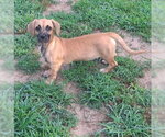 Small #1 Chiweenie