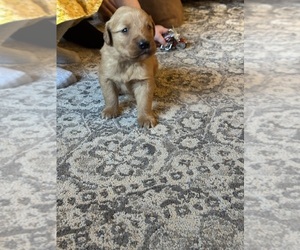 Golden Retriever Puppy for sale in NEW COLUMBIA, PA, USA