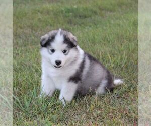 Alaskan Malamute Puppy for sale in CROGHAN, NY, USA