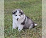 Small Alaskan Malamute