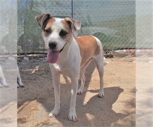 Penny- - Female Mutt Dog for Adoption - Photo #4