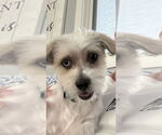 Small #2 Havanese Mix