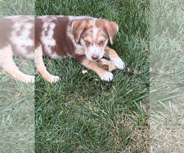 Medium Photo #5 Australian Shepherd Puppy For Sale in Mechanicsburg, PA, USA