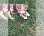 Small #4 Australian Shepherd