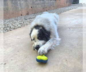 Jovie - Female Great Pyrenees-Unknown Mix Dog for Adoption - Photo #4