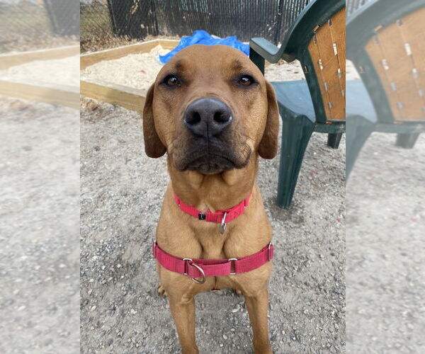 Medium Photo #1 Mutt Puppy For Sale in Elmsford, NY, USA