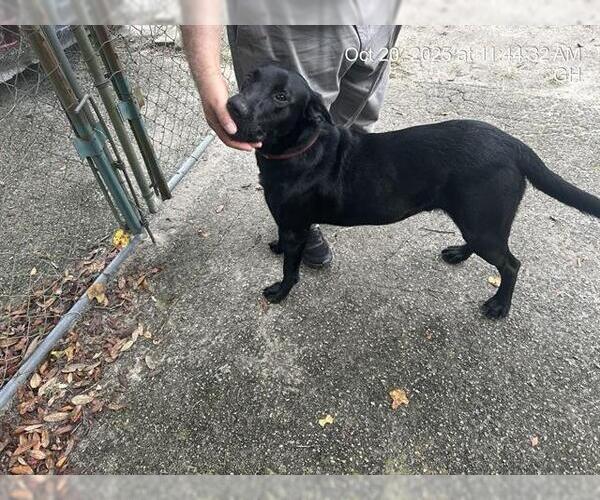 Medium Photo #1 Labrador Retriever Puppy For Sale in Ocala, FL, USA