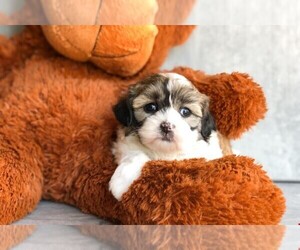 Zuchon Puppy for sale in AMITY, NC, USA