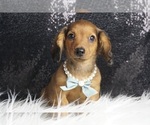 Small Photo #6 Dachshund Puppy For Sale in WARSAW, IN, USA