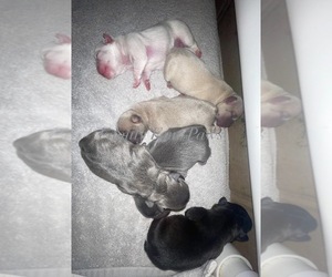 Faux Frenchbo Bulldog Puppy for Sale in HOODSPORT, Washington USA