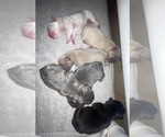 Image preview for Ad Listing. Nickname: Litter of 6