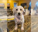 Small #2 Miniature Schnauzer-Poodle (Miniature) Mix