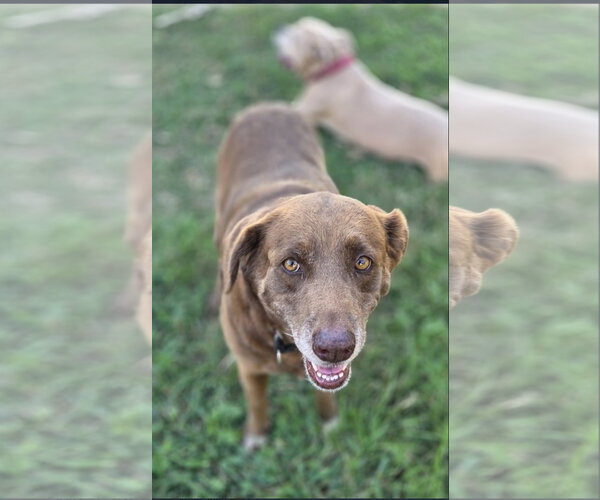 Medium Photo #2 Chesapeake Bay Retriever Puppy For Sale in Boonton, NJ, USA