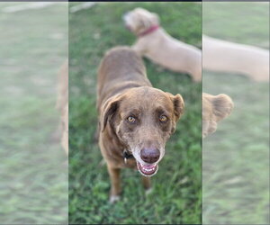 Juni TX - Female Chesapeake Bay Retriever Dog for Adoption - Photo #2