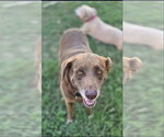 Small #1 Chesapeake Bay Retriever