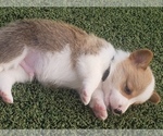 Small Photo #10 Pembroke Welsh Corgi Puppy For Sale in BRIGGSDALE, CO, USA