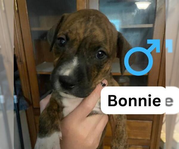 Medium Photo #1 American Staffordshire Terrier-Unknown Mix Puppy For Sale in San Antonio, TX, USA