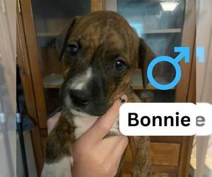 American Staffordshire Terrier-Unknown Mix Dogs for adoption in San Antonio, TX, USA