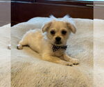 Small #3 Pekingese Mix