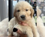 Puppy Black collar Golden Retriever