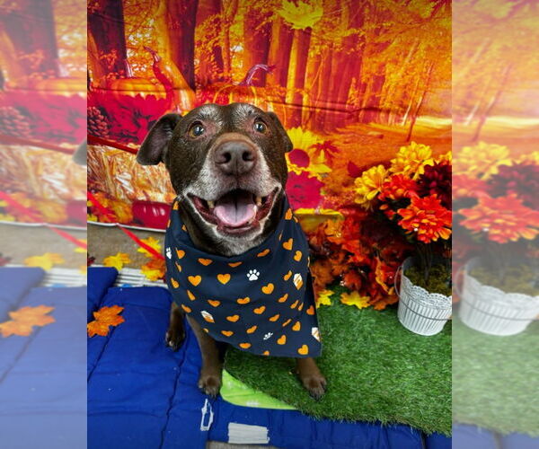 Medium Photo #1 American Pit Bull Terrier-Labrador Retriever Mix Puppy For Sale in Oakhurst, NJ, USA