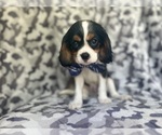 Small #1 Cavalier King Charles Spaniel